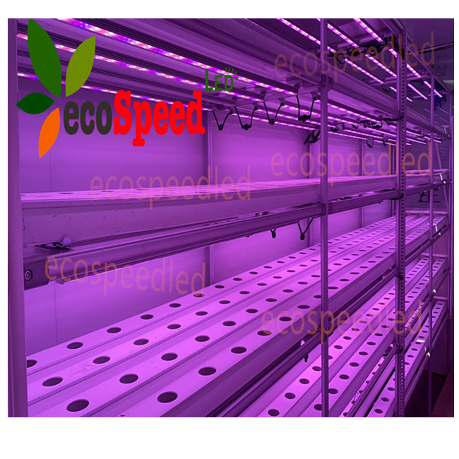 Container Vegetable Factory Buy Top Designed 40ft Hq Fresh Vegetables Growing Hydroponic Shipping ...