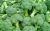 Import Top Quality Fresh Broccoli For Sale from South Africa