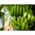 Import Vietnam Sweet Taste Tanachi Brand Name GlobalGap Certification 12 weeks Maturity Fresh Green Cavendish Banana from Vietnam