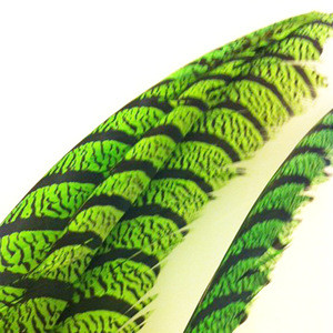 White Zebra Lady Amherst Pheasant Tail Feathers