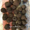 Wholesale Fresh Black Truffle Mushroom From China