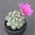 Import Wholesale mini cactus seeding plants purple flower cactus 88pcs Cactus Succulent Plants indoor plant from China