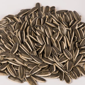 Wholesale new crop Chinese sunflower seeds roasted sunflower seeds