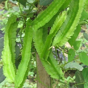 Winged Bean Seeds/Winged Pea Seeds/Chinese Vegetable Seeds Manila Bean Seeds for planting