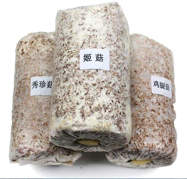 xiu zhen gu bulk mini Oyster mushroom grow bag mushroom seeds for sale
