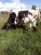 Import Dairy/Milking Cattle Available from South Africa