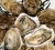 Import OYSTER SEAFOOD from USA