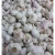 Import High Quality New Crop Fresh Garlic Original Supplier Wholesale Price Normal White Garlic from United Kingdom