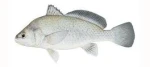 White Drum Fish