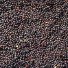Organic Rapeseed New Crop Oil Seeds Seeds for Planting Industrial Bag Hybrid Medical Style Packing NOP Certificate