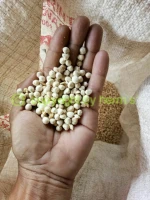 Moringa Seeds Kernel (Wingless)