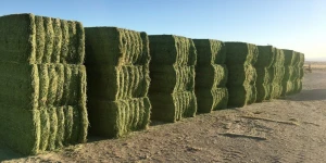 High Quality Dried Alfalfa Hay in Affordable Price