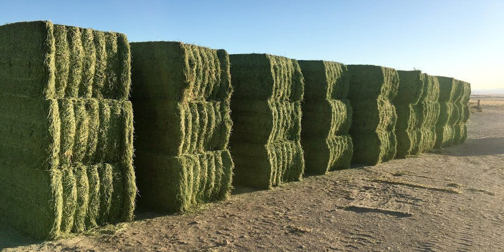 Curated visual reference: Fresh Look at Buy High Quality Dried Alfalfa Hay In Affordable Price From