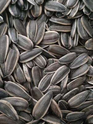 inner Mongolia type 361 sunflower seeds