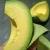Import Fresh Avocados for Sale Bulk Export Manufacturer Supplier Wholesale from South Africa