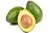 Import Fresh Avocados for Sale Bulk Export Manufacturer Supplier Wholesale from South Africa