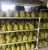 Import Durian - King of Fruits from Vietnam