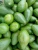 Import Fresh Avocados for Sale Bulk Export Manufacturer Supplier Wholesale from South Africa