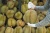 Import Durian - King of Fruits from Vietnam