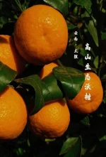 Yunnan alpine orange