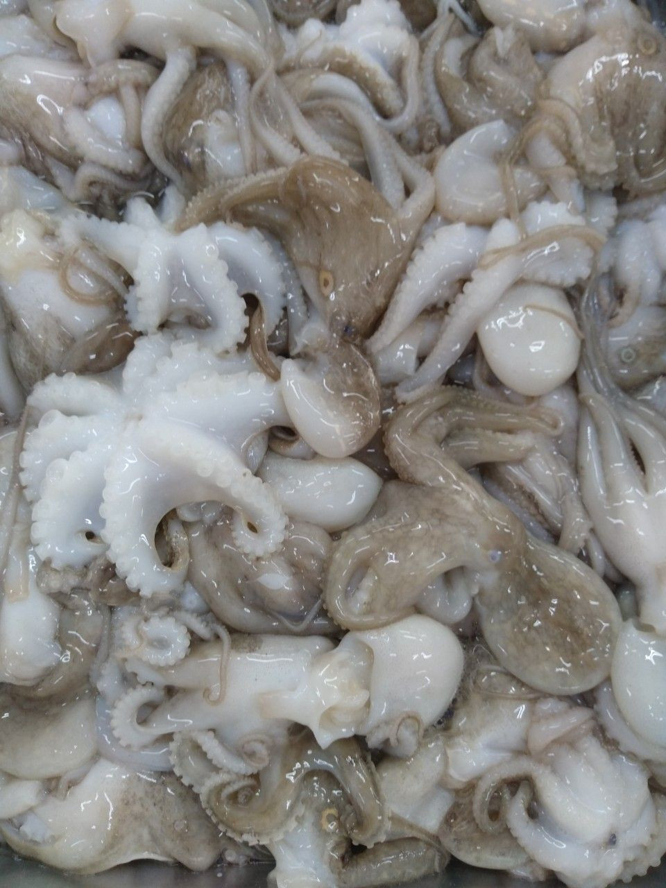 Buy Octopus Whole Cleaned from Baseafood 1 Co.LTD, Vietnam | Tradewheel.com