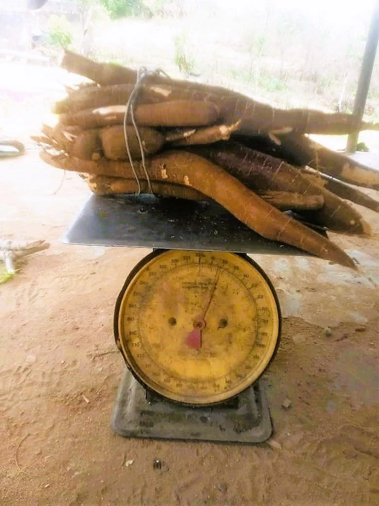 Buy Fresh Cassava Roots from Owel Farms and Industries, Nigeria