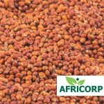 Pigeon Peas