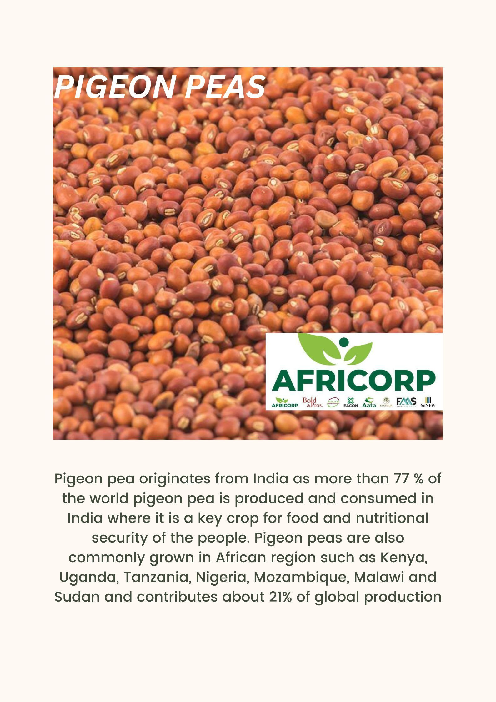 Buy Pigeon Peas from SoNEW Trading Co. LLC, United Arab Emirates