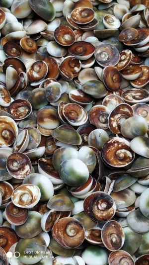 Natural Cat Eye Sea Shells /Turbo chrysostomus operculum seashell
