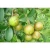 Import Cold Pressed Pure Camellia Seed Oil Wholesale from China