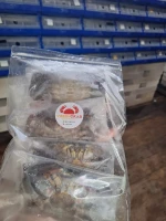 Live Mud crab