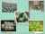 Import 2019 new crop chinese fresh cauliflower supply all the year round from China