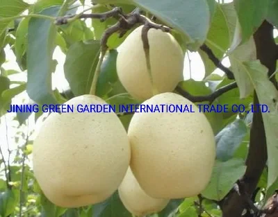 2021hot Selling New Crop Hight Quality Sweet Fresh Chinese Light Yellow Ya Pear, Chinese Fresh Ya Pear