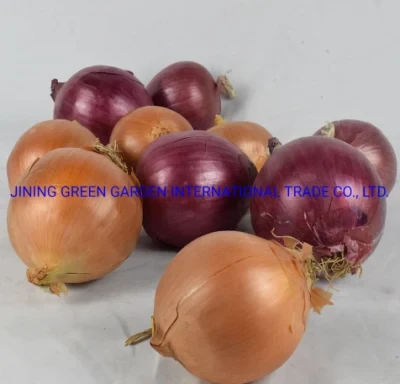 2023 New Crop Nature Onion, Yellow Onion, Fresh Red Onion, 5-8cm Onion Bulb Red Round Onion, Top Quality China Origin Mesh Bag Packing
