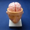 9 Parts Brain Medical Model with Arteries and Head, Biological School Teaching Brain Model