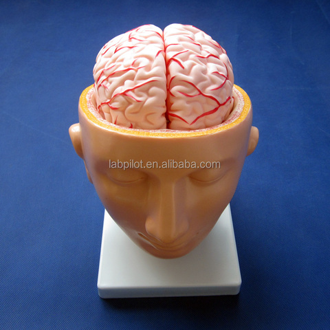 Buy 9 Parts Brain Medical Model With Arteries And Head, Biological ...