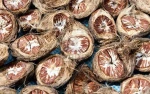 ARECA NUTS / DRIED ARECA NUTS / ARECA NUT PLATES LOW PRICEFROM VIETNAM