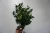 Import Artificial eucalyptus leaves greenery plants bush for home wedding decoration from China