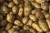 Import Best Grade Fresh Potatoes Grown On Organic Soil from Ukraine