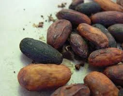 Best Selling Roasted Cocoa Beans Price