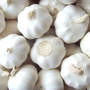 Bulk Fresh Garlic with High Quality and Best Price