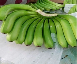 Cavendish Fresh Green Banana For Sale