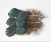 cheap blue Lady Amherst Pheasant Body Plumage Feather
