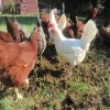 chicken feeds bulk feed animal feeds