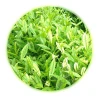 China green tea Brain protection Angie White Tea