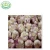 Import China  high quality fresh white garlic from China
