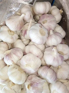 Chinese fresh garlic/new crop 2017/jinxiang garlic/10kg carton