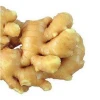 Chinese high quality fresh ginger supplier
