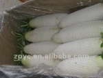 Chinese white fresh radish