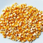 Corn Gluten Animal Feed